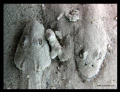   Heads Flatheads shot standard compact camera using strobes flash added lenses... lenses  